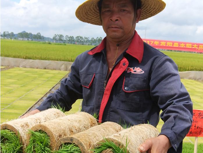 广西金稻农业使用力鼎水稻育秧盘案例